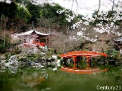 醍醐寺桜